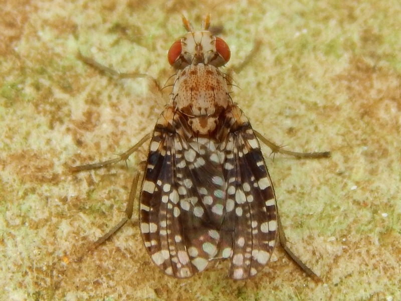 Dictya umbrarum?